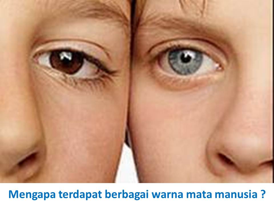 Цвет глаза зависит от пигмента. Наследственный цвет глаз. Наследственность цвета глаз. Генетический цвет глаз. Глаза родителей и детей.