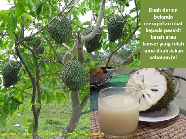 Durian belanda ubat kaanser